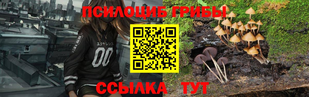Псилоцибиновые грибы Psilocybine cubensis Новосибирск