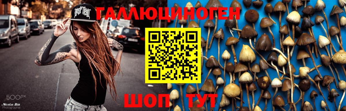Новосибирск  Псилоцибиновые грибы Cubensis  Вход с VPN 